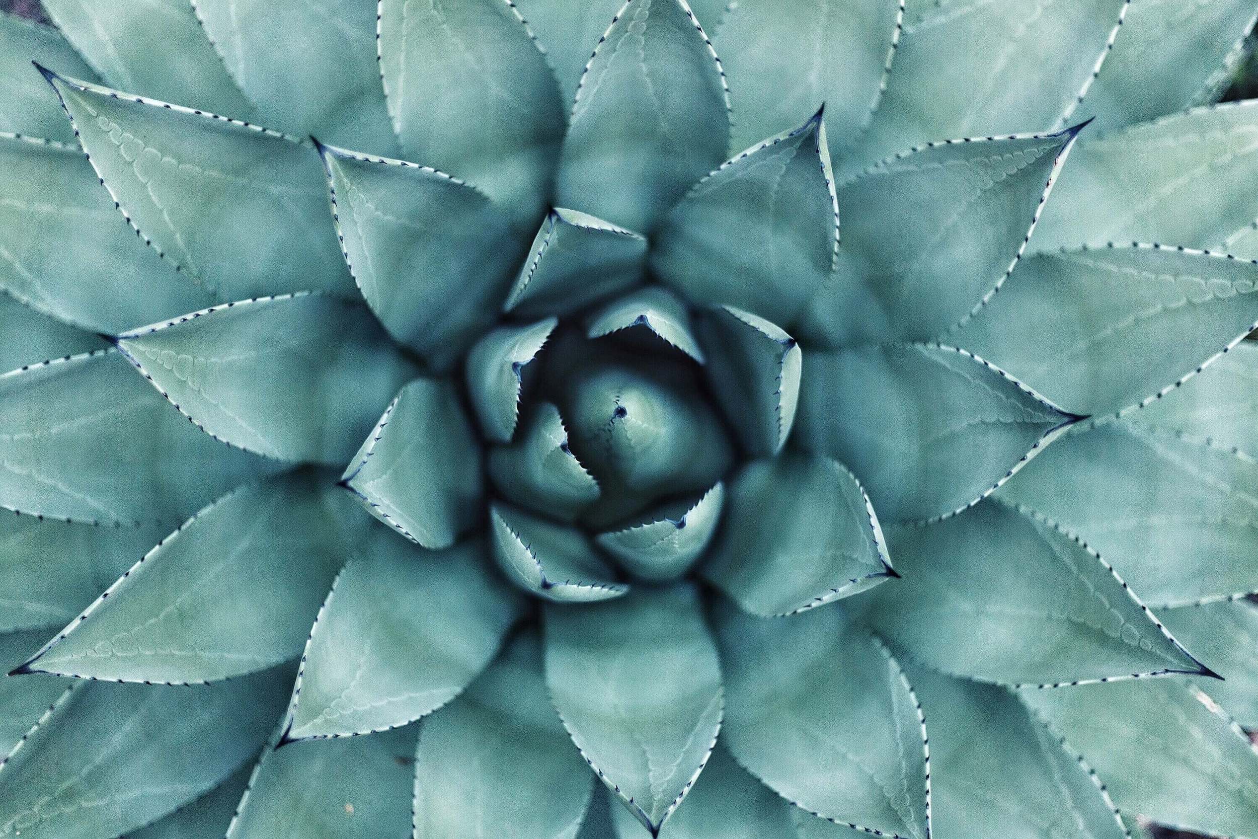 Eye of a succulent as you focus on wellness
